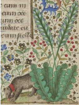 la branche ursine dans le décor marginal du livre d'Heures de Guillaume Jouvenel, Paris, BnF, NAL 3226,